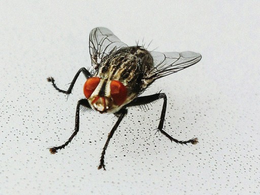 Housefly Top Speed