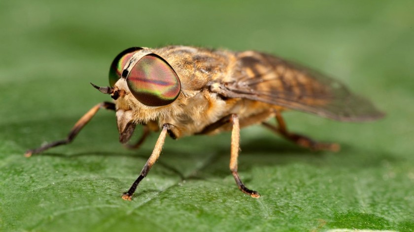 Horse-fly Top Speed