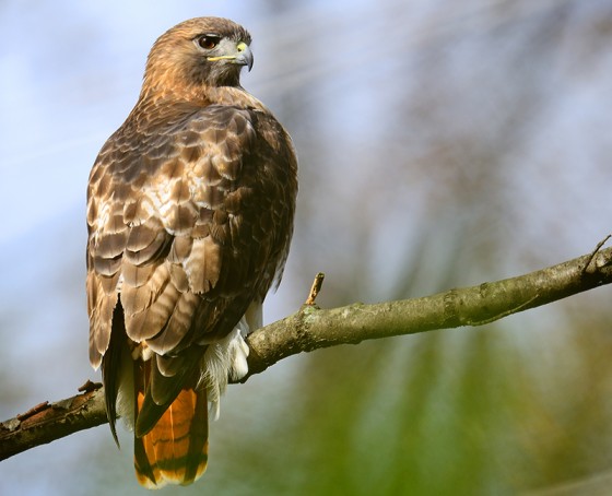 Red-tailed hawk Top Speed