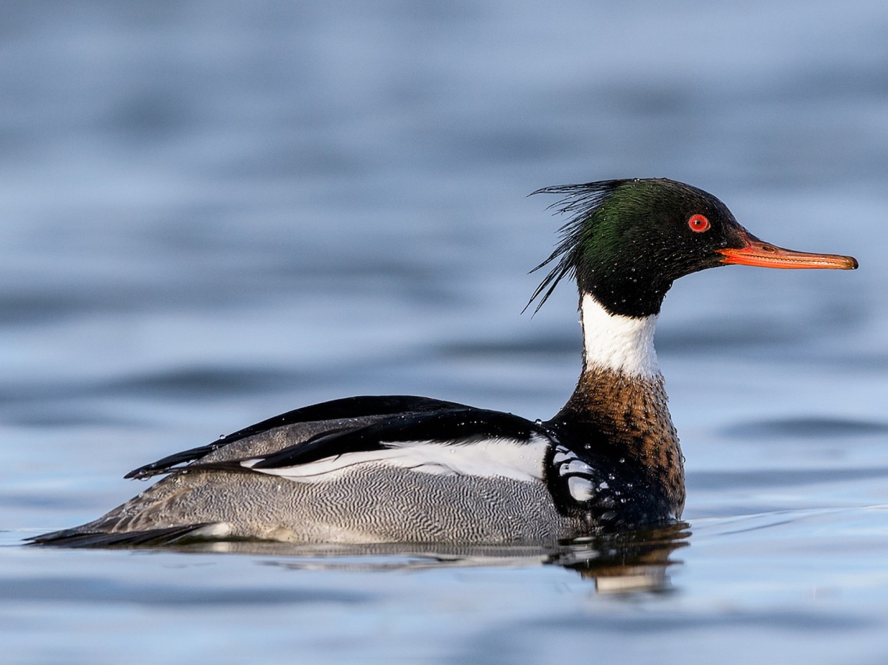 Red-breasted merganser Top Speed
