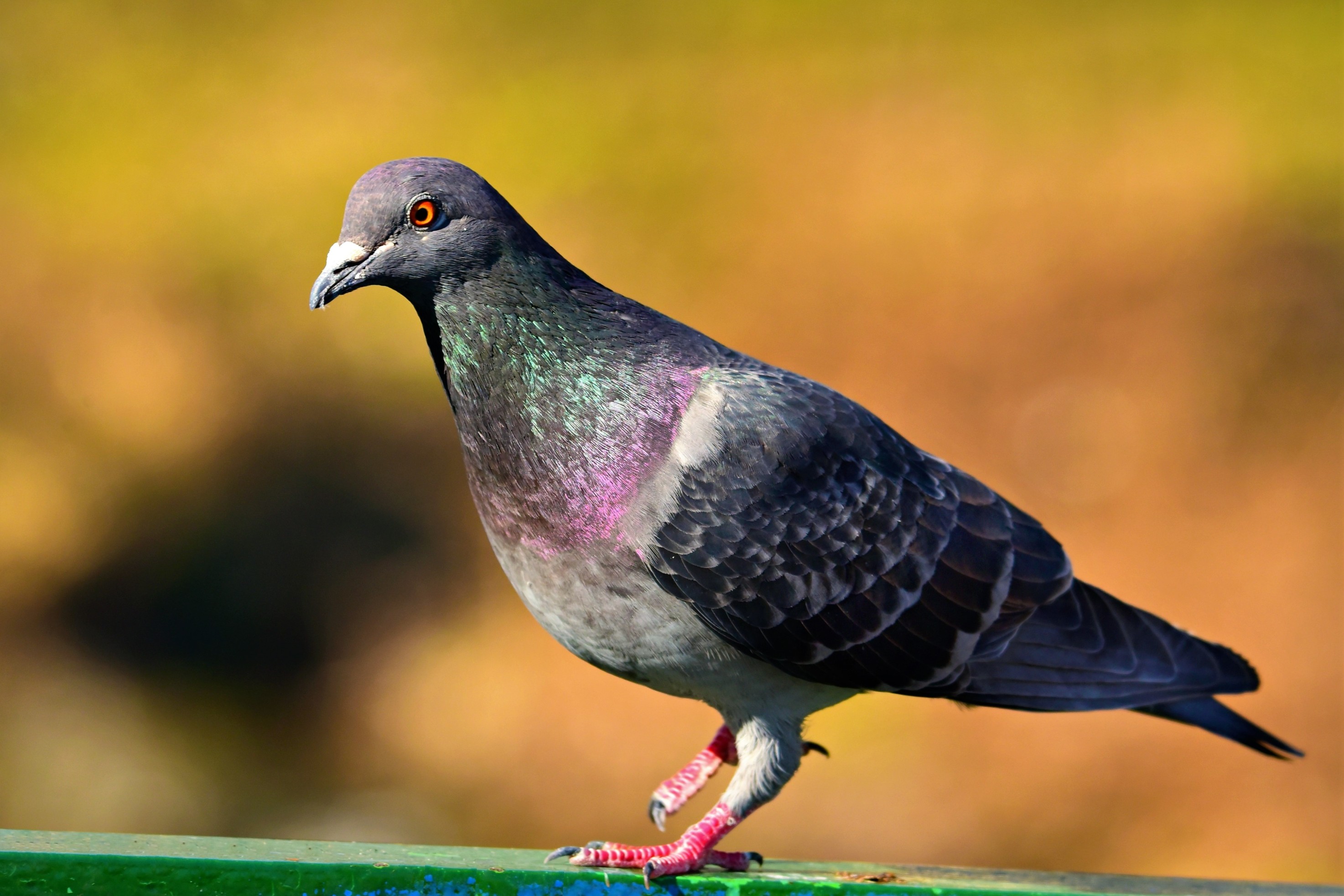 Pigeon Top Speed