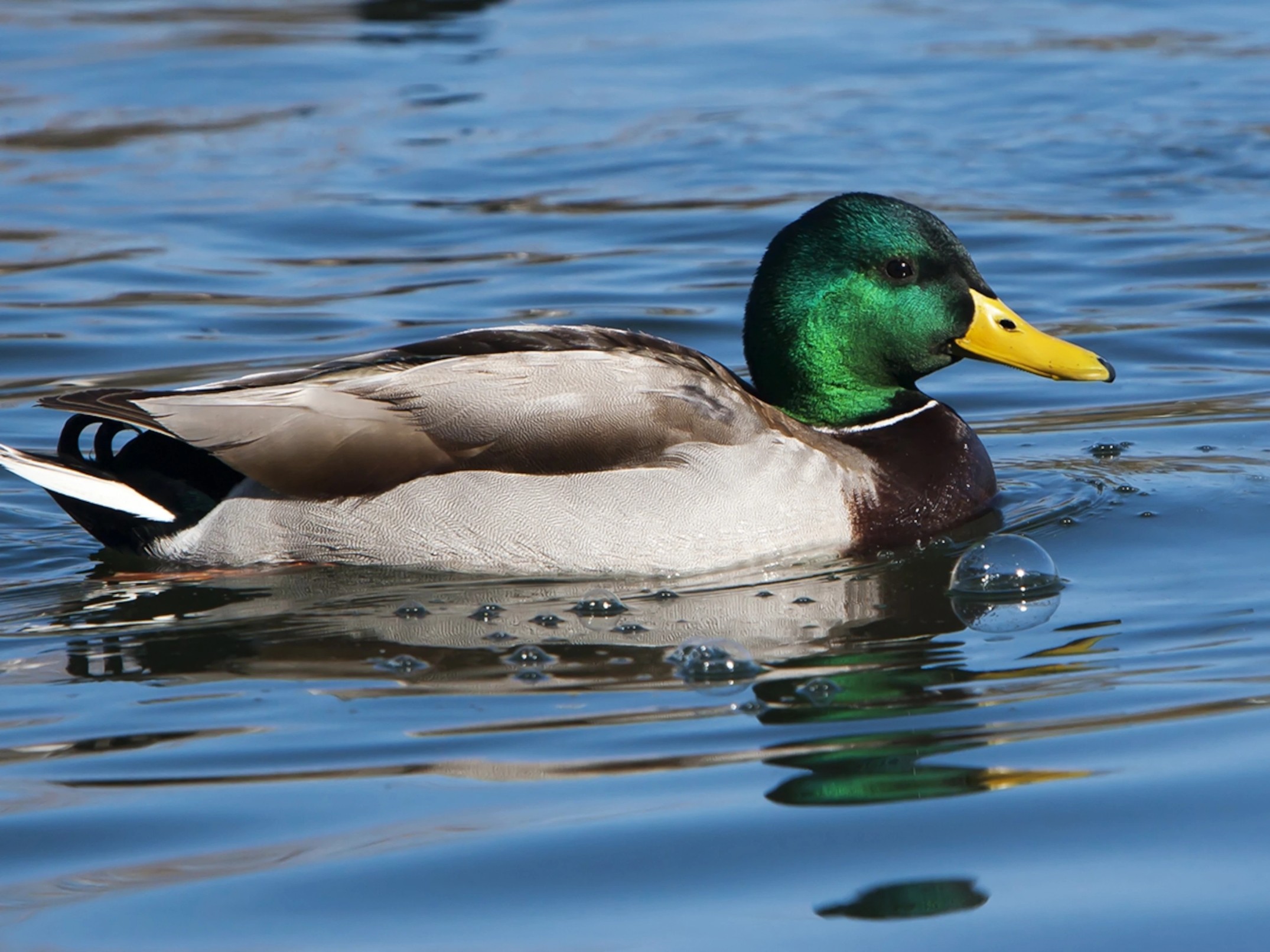 Mallard Top Speed