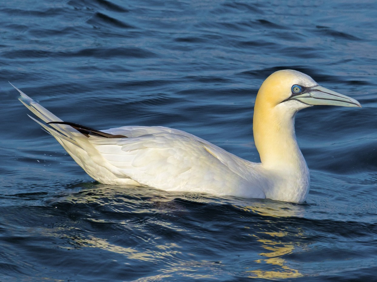 Gannet Top Speed