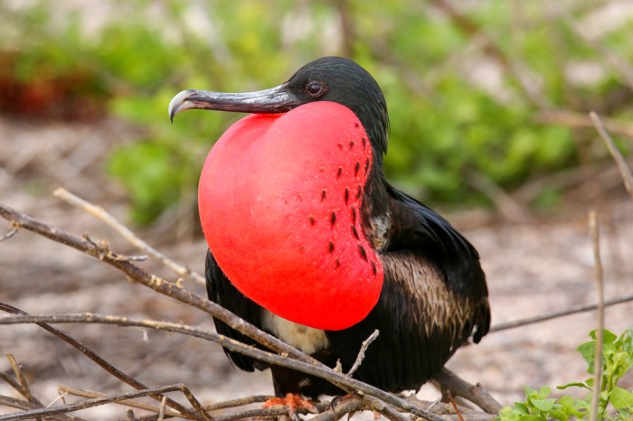 Frigatebird Top Speed