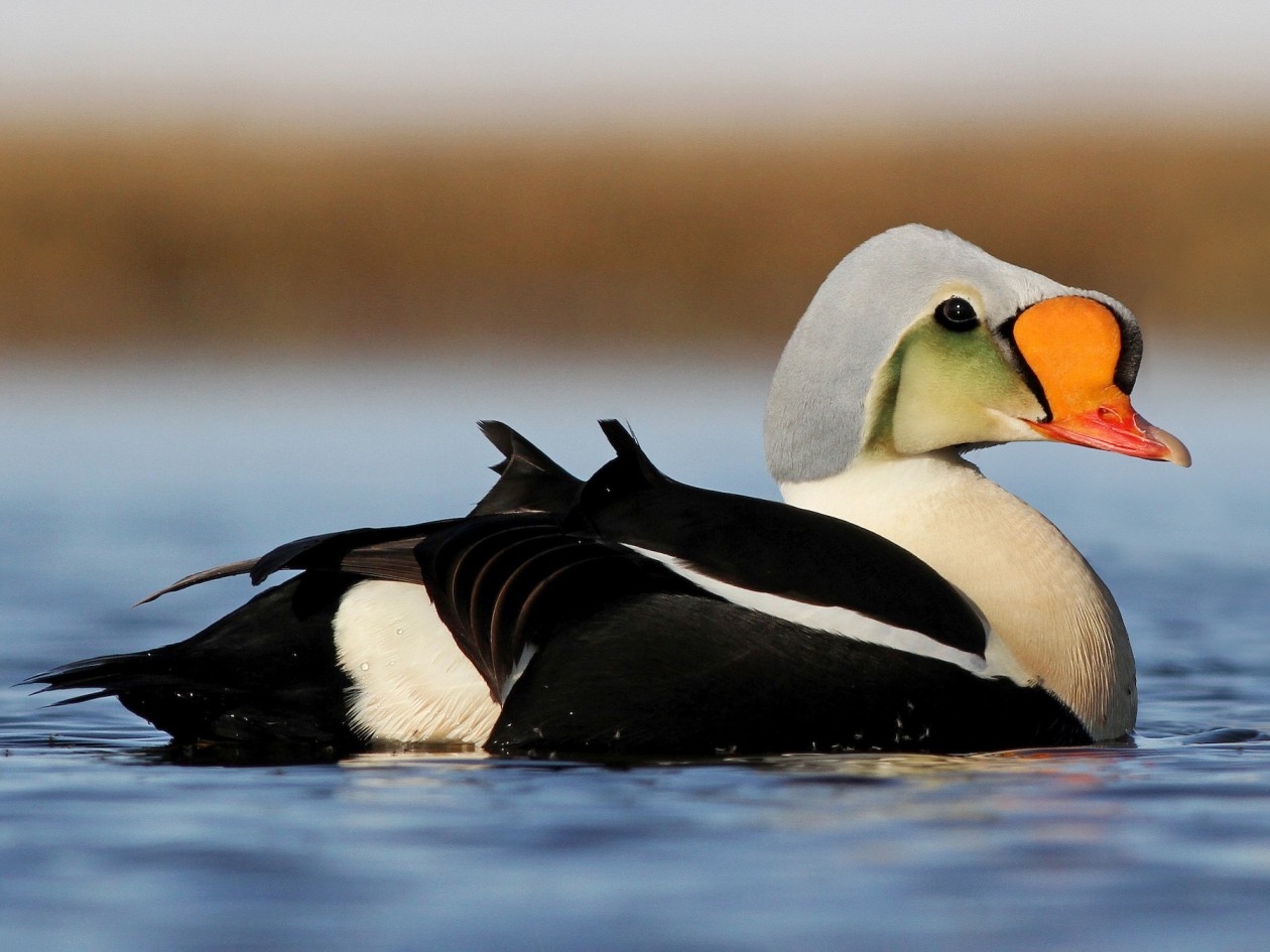 Eider duck Top Speed