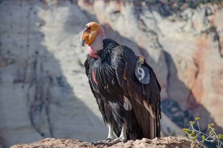California Condor Top Speed