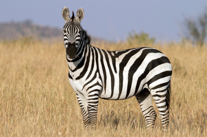 Zebra Top Speed