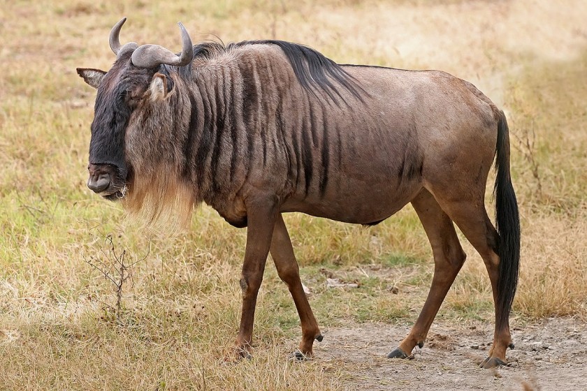Wildebeest Top Speed