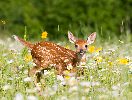 White-tailed deer Top Speed