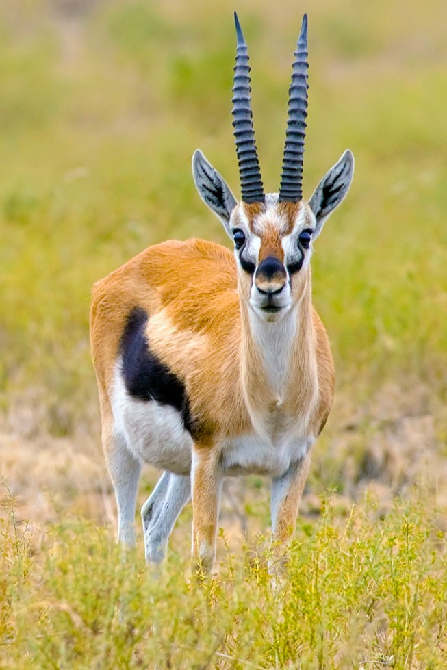 Thomson's gazelle Top Speed