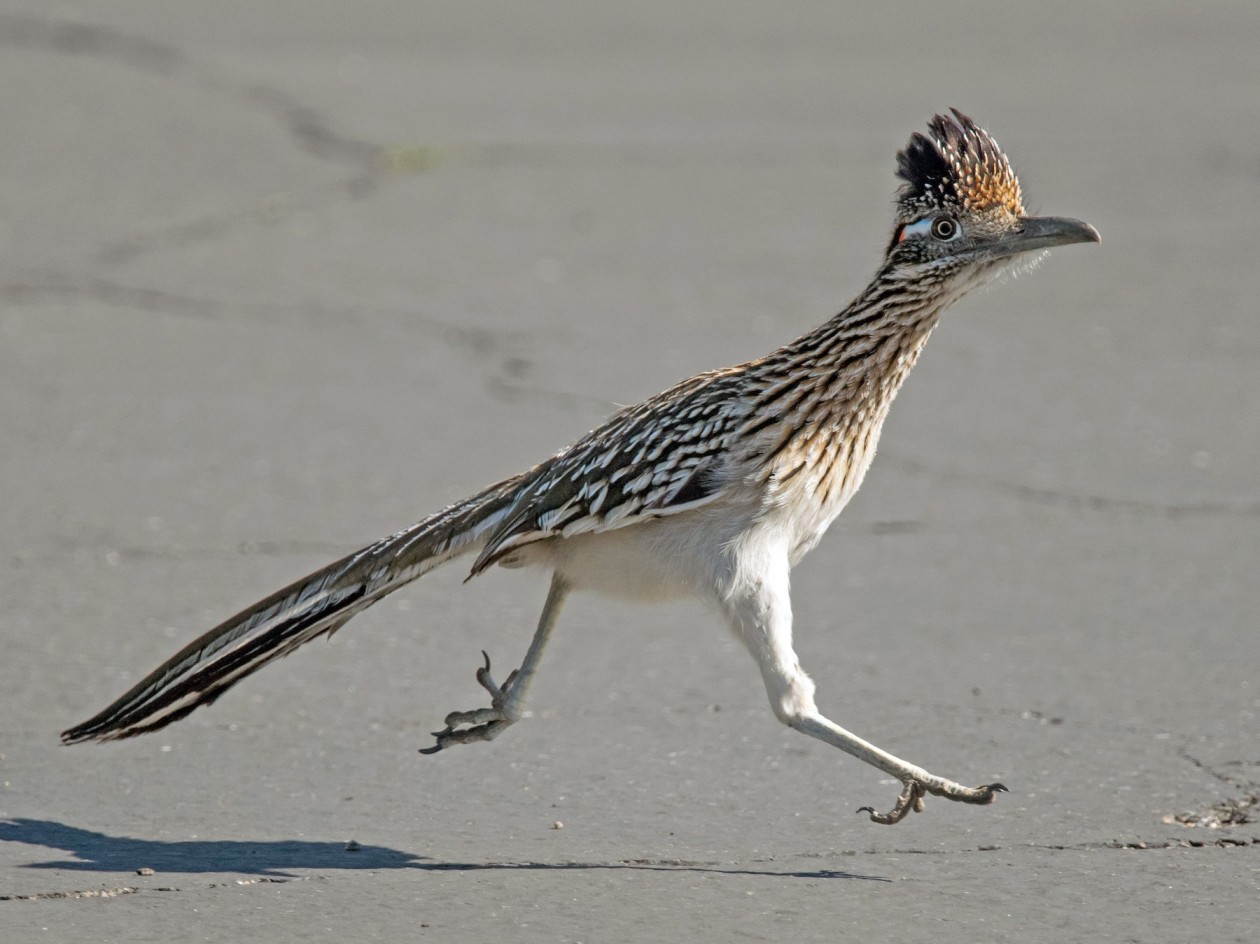 Roadrunner Top Speed
