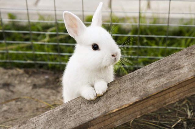 Rabbit Top Speed