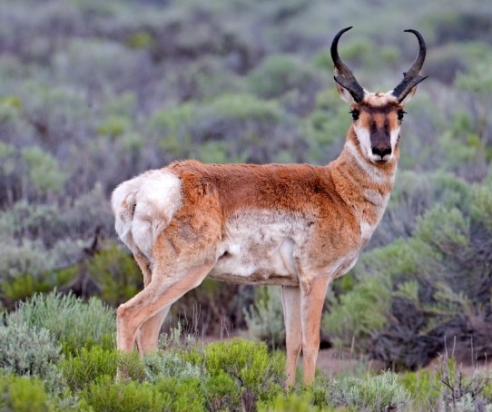 Pronghorn Top Speed