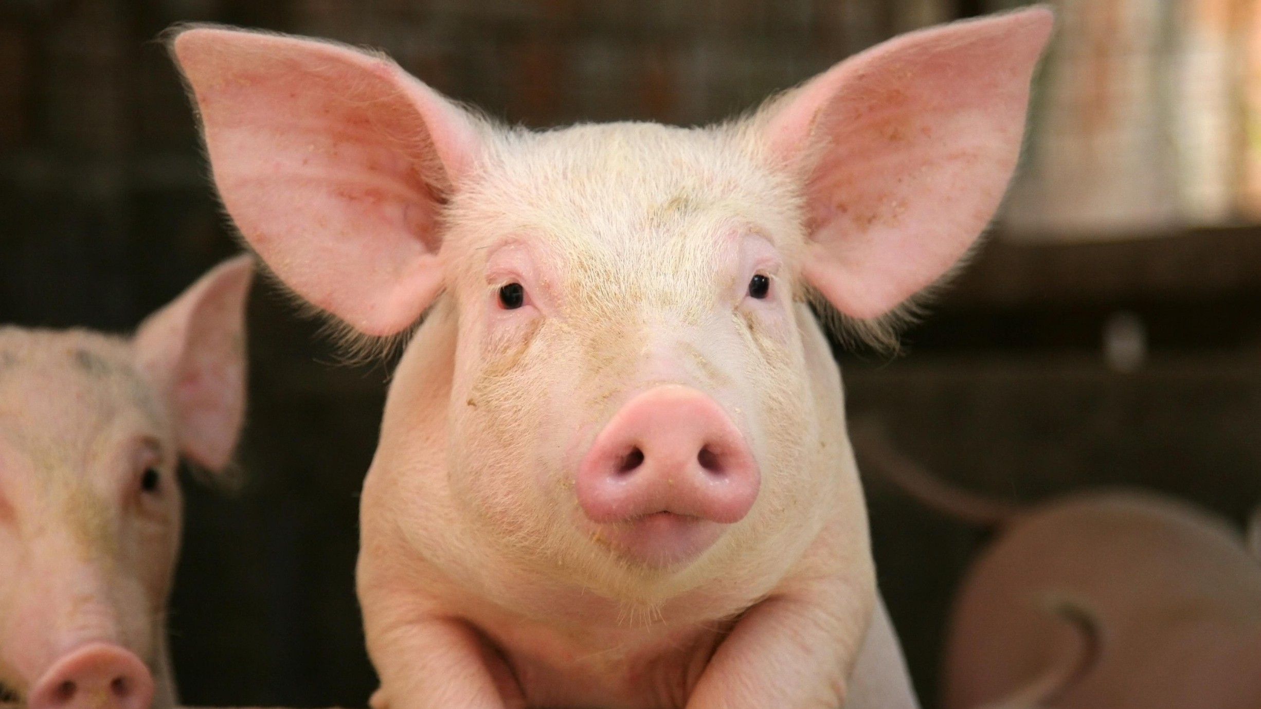 Pig Top Speed