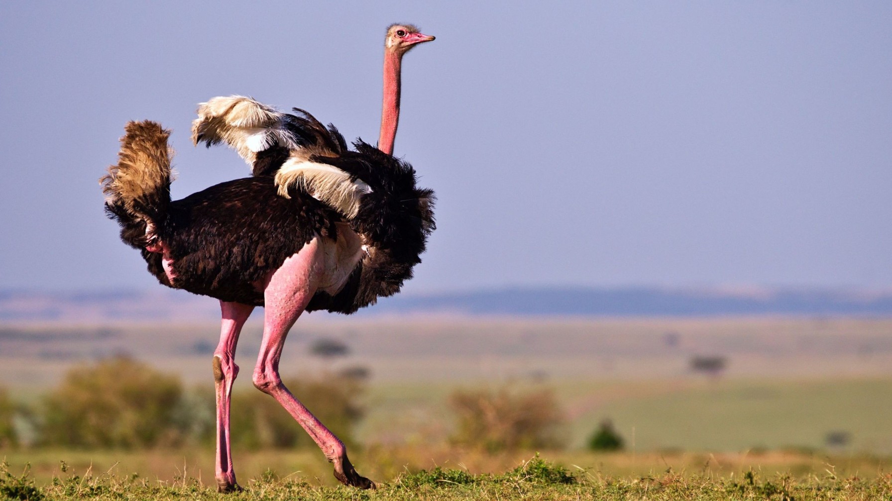 Ostrich Top Speed
