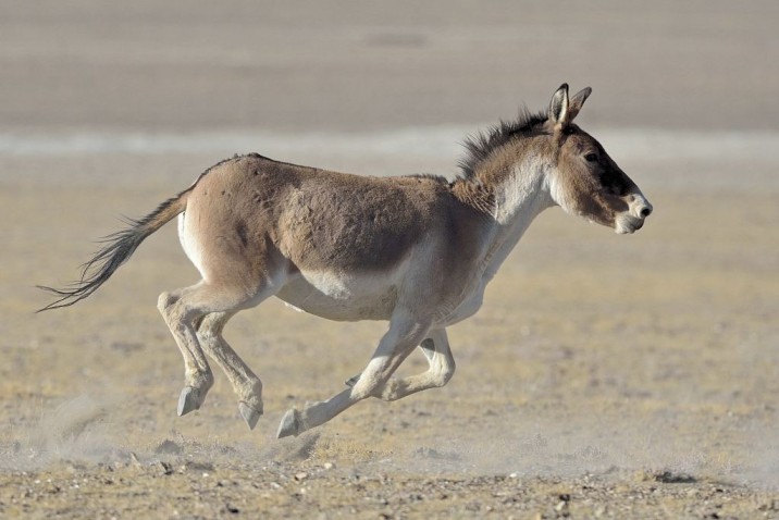 Mongolian wild ass Top Speed