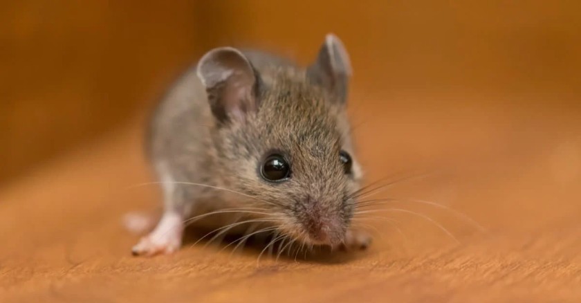 House mouse Top Speed