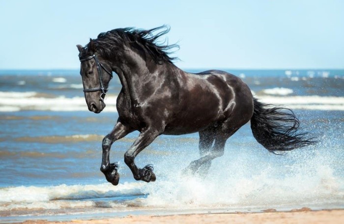 Horse Top Speed