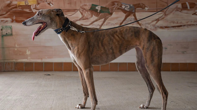 Greyhound Top Speed