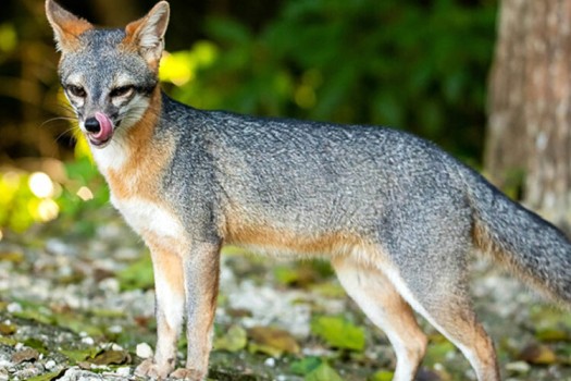 Gray fox Top Speed