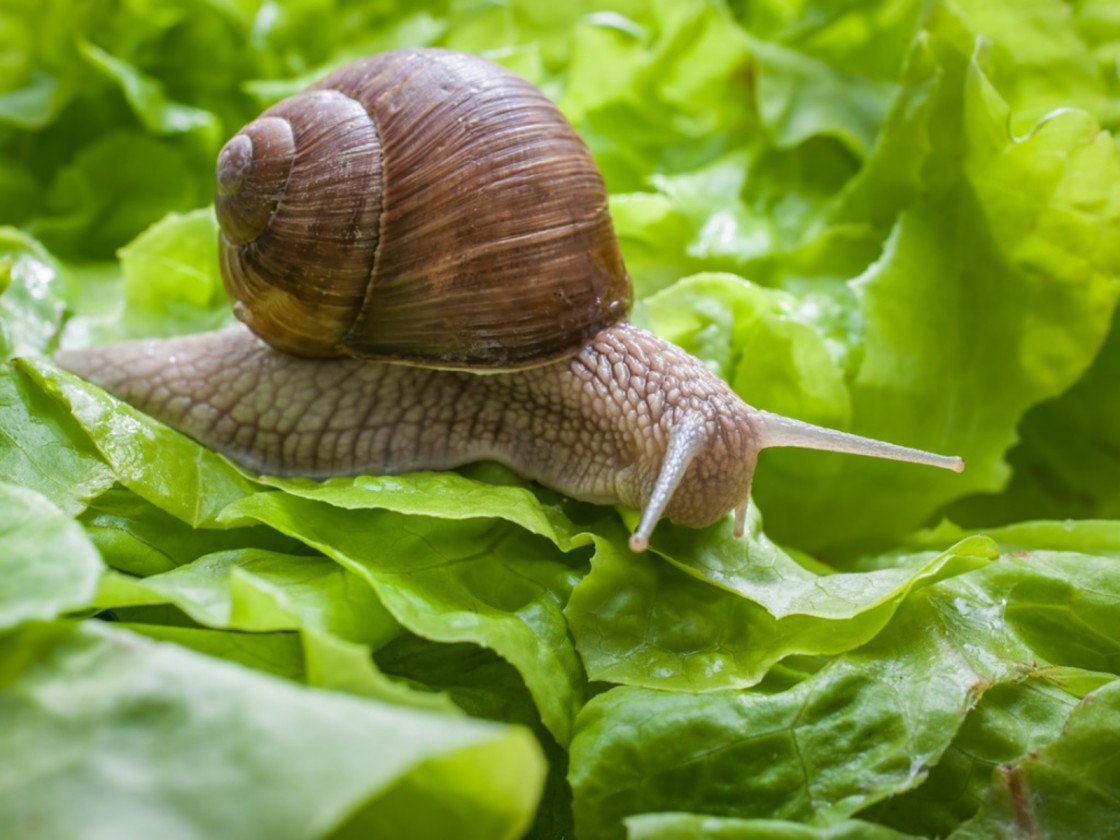 Garden snail Top Speed