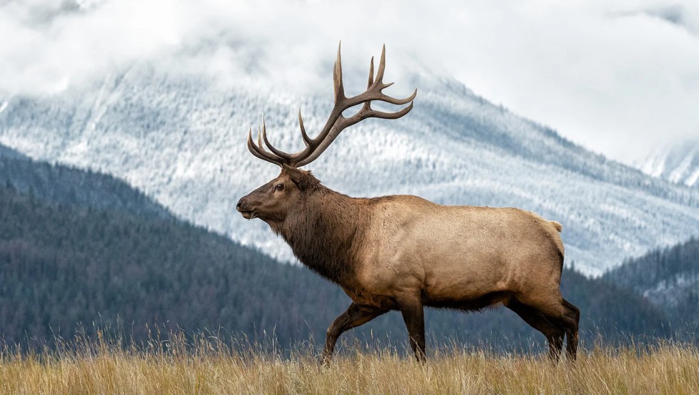 Elk Top Speed