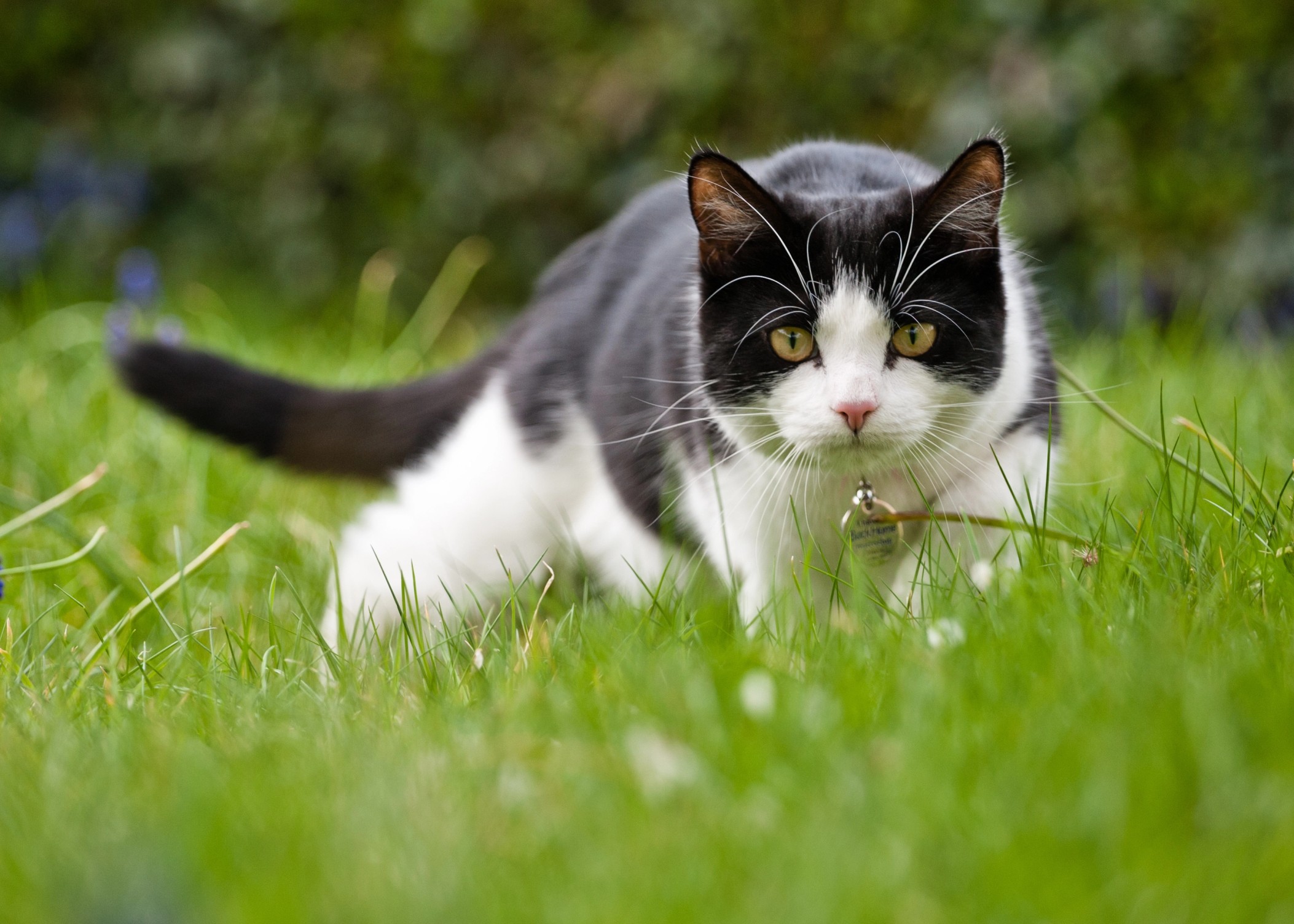 Domestic cat Top Speed