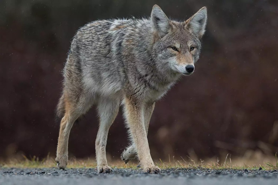 Coyote Top Speed