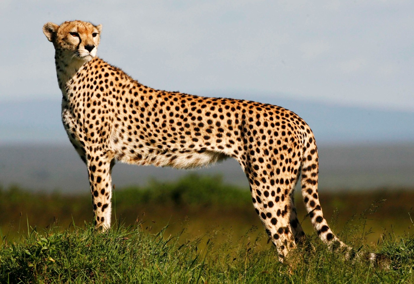 Cheetah Top Speed