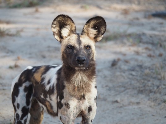 African wild dog Top Speed
